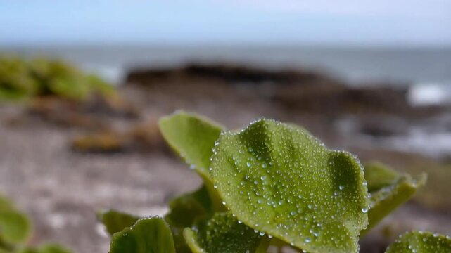 Close-up of halophyte plants growing in salty coastal areas, with the leaves glistening under ocean spray.
