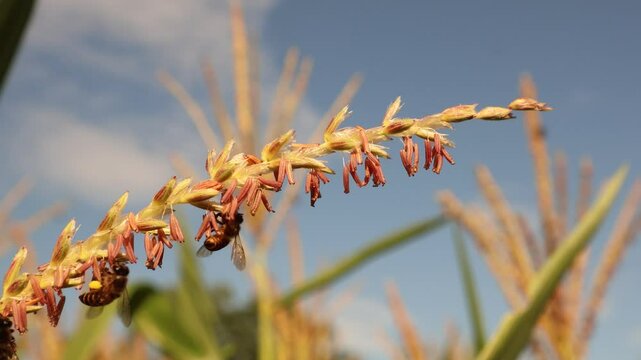 Honey bees pollinating corn flower under clear sky