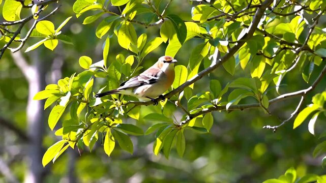 Small bird with brown head and white chest perched on tree branch among green leaves in forest, natural habitat, close up view