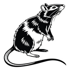 Black and White of a Rat Standing on Hind Legs Looking Up