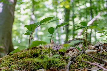 Young tree saplings sprout from the forest floor, bathed in soft spring sunlight. Surrounded by fresh greenery, they symbolize new life and the quiet renewal of the woodland.