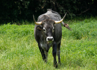 Tudanca gray bull in the meadow. Spain