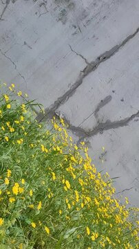 Wildflowers move on the wind on the old cracked wall background. Creative Summer video background with empty slace for text. Modern Summer backdrop with field flowers for social media reels stories