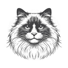 Vintage Hand-Drawn Ragdoll Cat Head Portrait Illustration – Soft Feline Engraved Style Vector for T-Shirts, Posters, Stickers, and Pet Lover Apparel