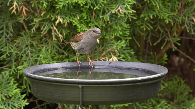 dunnock drinking water in the garden