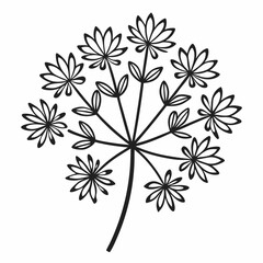 Caraway outline icon on white background