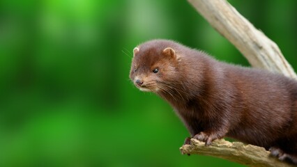 Rare European Mink in the Wild – Endangered Mustelid Close-Up