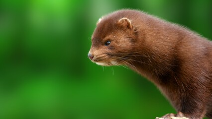 Rare European Mink in the Wild – Endangered Mustelid Close-Up