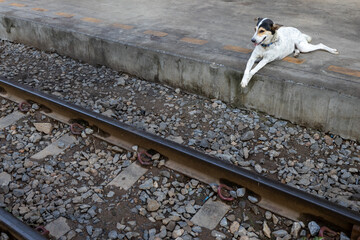 A dog is resting by the railroad in the early morning.