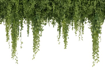 Naklejka premium Lush Green Hanging Leaves Curtain