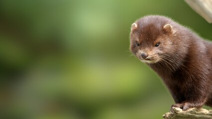 Rare European Mink in the Wild – Endangered Mustelid Close-Up