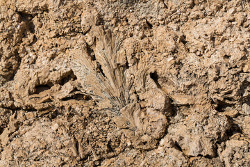 Fossil corals of the Red Sea. Ancient creatures, turned into stone. Reef corals.