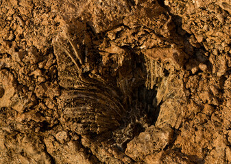 Fossil corals of the Red Sea. Ancient creatures, turned into stone. Reef corals.