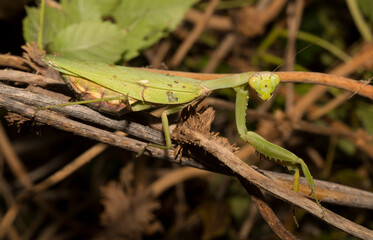 The European mantis (Mantis religiosa).A green female insect, in dense vegetation, is preparing to lay eggs.