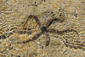 Ophiocoma scolopendrina in its natural habitat. African fauna of the Red Sea.