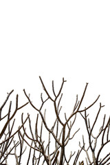 Windblown silhouette of a tree branch against a summer sky and green field