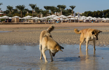 Naklejka premium Red wild dogs on the shore of the red sea. A sexually mature pair of animals, a male and a female. The animal catches fish at low tide. The hunting skills of a predator.