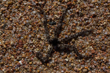 Ophiocoma scolopendrina in its natural habitat. African fauna of the Red Sea.