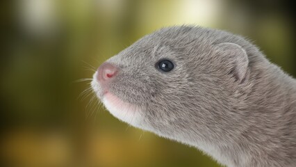 Rare European Mink in the Wild – Endangered Mustelid Close-Up