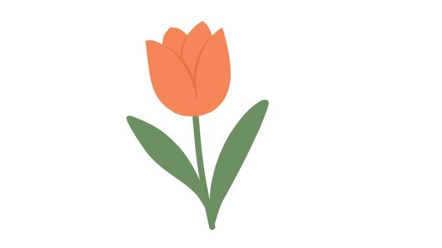 Orange Tulip with Green Leaves on a White Background