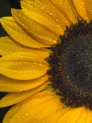Golden Sunflower Petals Covered in Dew Against a Black Background