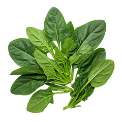 Fresh Spinach Leaves: A Vibrant Green Bounty,  Isolated and Ready for Culinary Delights.  Explore the Nutritional Benefits and Versatile Uses of this Leafy Green Vegetable.