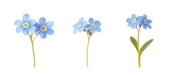 Blue forget me not flowers watercolor illustration isolated on transparent background, delicate floral art, natural botanical design, spring bloom, decorative garden flower element