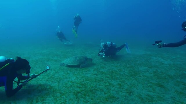 A group of scuba divers looks and filming an action camera as a Sea Turtle feeding se grass on seabed, Slow motion of Great Green Sea Turtle, Chelonia mydas