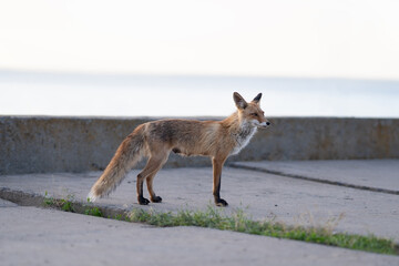 Red fox in an urban environment