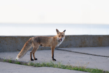 Red fox in an urban environment