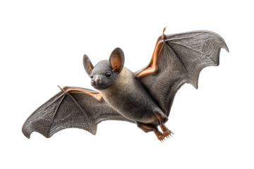 PNG Flying bat in mid-flight with detailed wings and alert expression