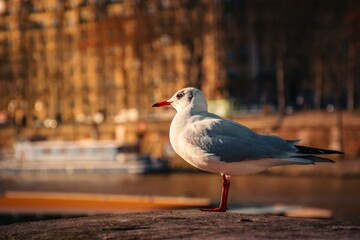 seagull on the pier