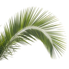Obraz premium Vibrant Green Palm Leaf on White Background