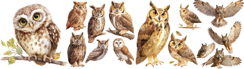 owl watercolor clipart