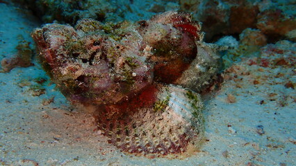 Devil Scorpionfish
