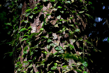 Vibrant green vines climbing textured tree bark in tropical forest