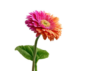 PNG Vibrant pink and orange gerbera daisy on black background