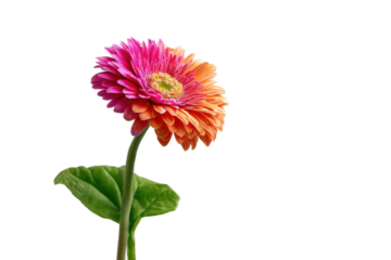 PNG Vibrant pink and orange gerbera daisy on black background