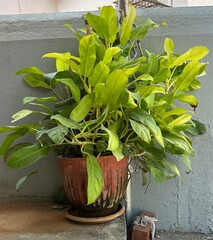 Philodendron Ceylon Gold Ornamental Plant in a Pot on White Background