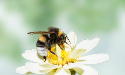 American Bumblebee on Flower – Close-Up Insect Photography