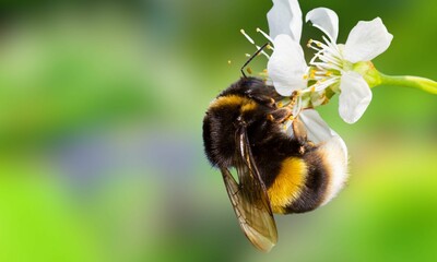 American Bumblebee on Flower – Close-Up Insect Photography