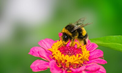 American Bumblebee on Flower – Close-Up Insect Photography