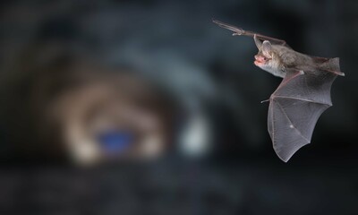 Bechstein’s Bat Hanging in Forest – Wildlife Photography