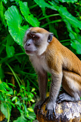 Batu Caves and the Murugan statue. Gombak, Selangor Malaysia