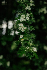 Blooming green leaves and flowers