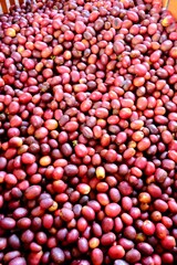 Coffee beans close up in colombia