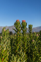 Pink protea plants in a green field
