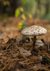 Solitary Mushroom on Forest Floor