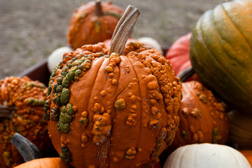 Close-up of a bumpy, textured orange heirloom pumpkin in a pile