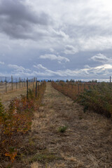 Obraz premium Dirt path through autumn berry rows under cloudy sky on farmland